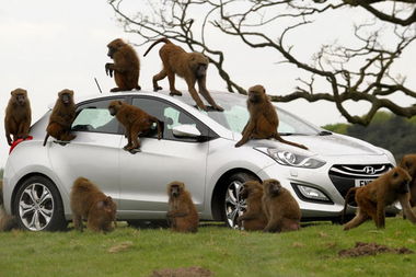 让破坏力超强的狒狒来证明 Hyundai i30的耐操度