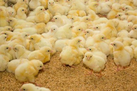 有机养殖芦笋家禽养殖场家禽养殖场与肉鸡饲养鸡.