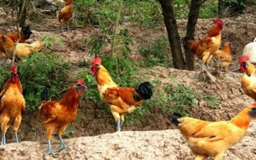 自2019年起,农村将实施禁止养殖家禽家畜,一旦违规会被关停?