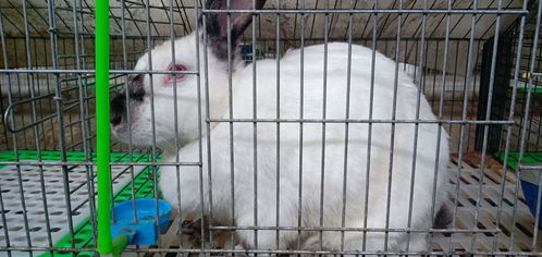 新沂市有没有买肉兔种兔的养殖基地