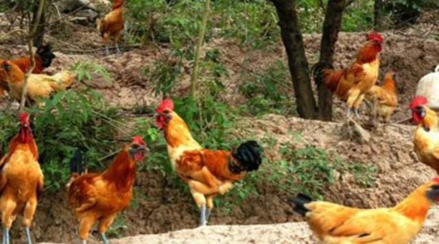 农村强制禁止养殖家禽家畜违规将直接关停,是否合理!你怎么看?