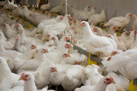 矢量平面三维图家禽养殖场与肉鸡饲养鸡.